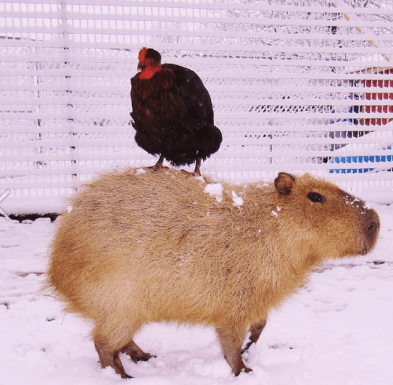Capybara